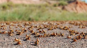 تعبئة فرق المكافحة الميدانية تحسباً لأسراب الجراد الصحراوي