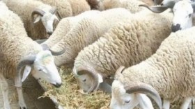 Affaires religieuses: l’Aïd El Adha célébré le mercredi 28 juin