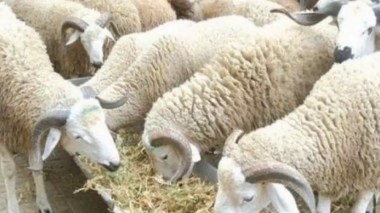 Affaires religieuses: l’Aïd El Adha célébré le mercredi 28 juin
