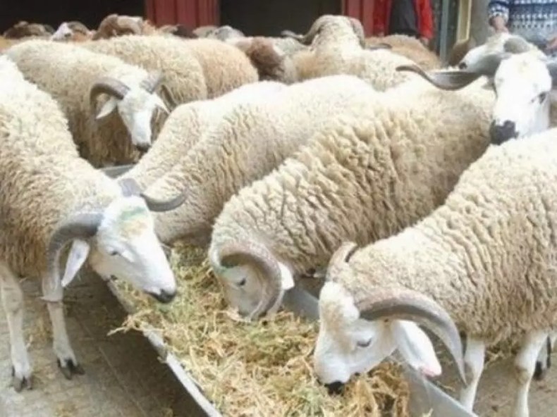 Affaires religieuses: l’Aïd El Adha célébré le mercredi 28 juin