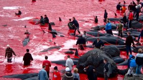 Danemark: 500 dauphins massacrés par tradition