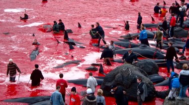 Danemark: 500 dauphins massacrés par tradition