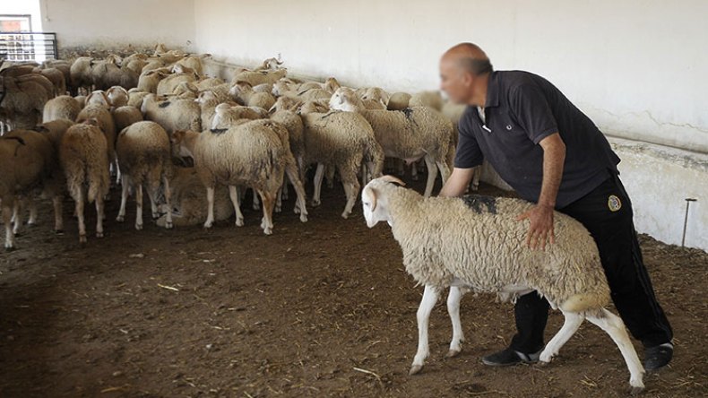 إقبال واسع للجزائريين على اقتناء الأضاحي بالتقسيط