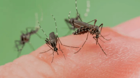 15 طريقة فعالة للقضاء على البعوض