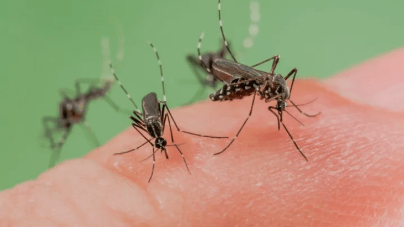 15 طريقة فعالة للقضاء على البعوض