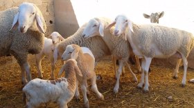 إقبال كبير على التضحية بـ “الرخلة” و”المسوكية”