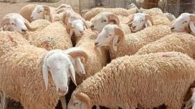 2000 بيطري لمراقبة بيع وذبح أضاحي العيد