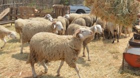 هذه شروط الأضحية السليمة وحذار من التدليس