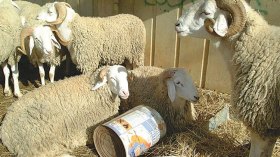 الكباش لمن استطاع إليها سبيلا.. والماعز في نجدة البسطاء