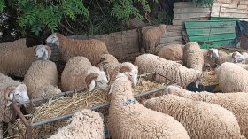 جزائريون ينتظرون الساعات الأخيرة لشراء الأضاحي