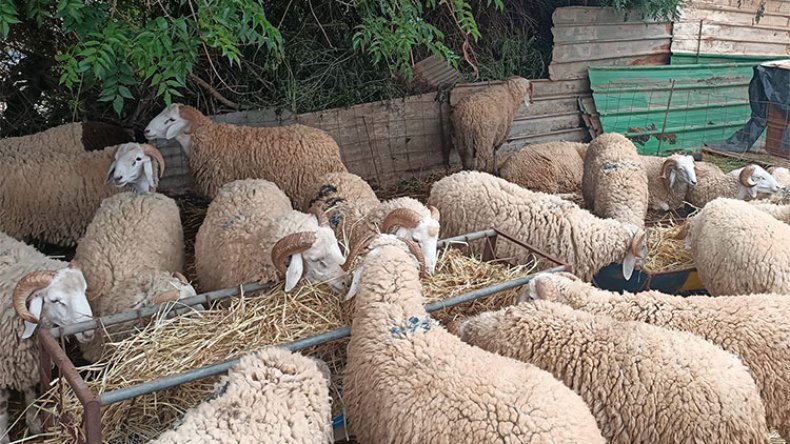 جزائريون ينتظرون الساعات الأخيرة لشراء الأضاحي