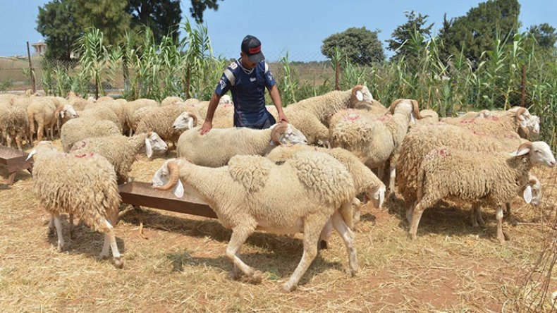 حرفيون وموظفون يبيعون أضاحي العيد