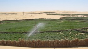 رُبّان بحر الرمال