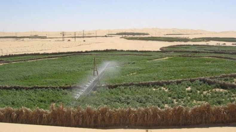 رُبّان بحر الرمال