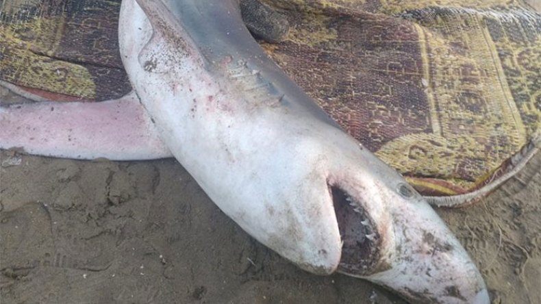 مُصطافون متخوّفون.. وبحّارة يُطمئنون