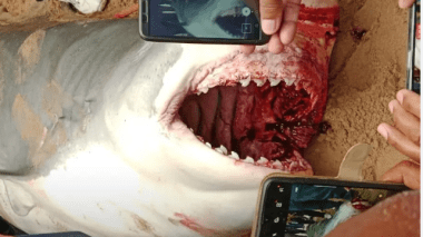 Égypte: Un russe tué par un requin, l’animal capturé