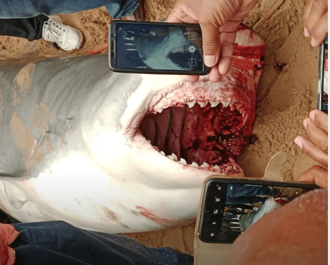 Égypte: Un russe tué par un requin, l’animal capturé