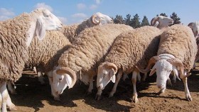 وزارة التجارة: تحديد 1225 نقطة بيع للمواشي على المستوى الوطني