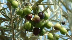 دراسة أمريكية حديثة حول دور زيت الزيتون في الوقاية من الخرف