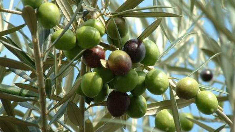 دراسة أمريكية حديثة حول دور زيت الزيتون في الوقاية من الخرف