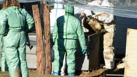 Grippe aviaire: L’OMS alerte sur la transmission accrue aux humains