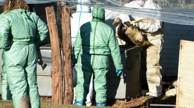 Grippe aviaire: L’OMS alerte sur la transmission accrue aux humains