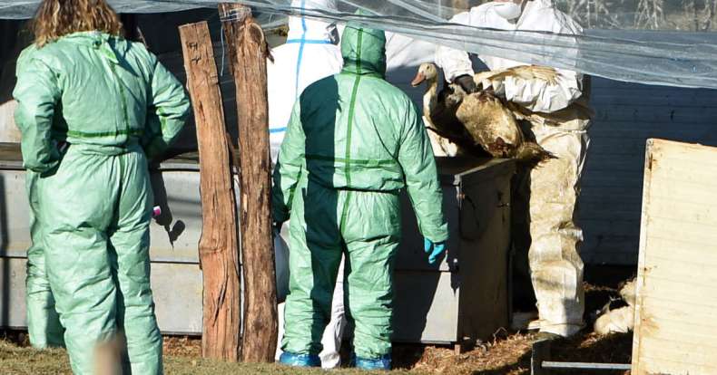 Grippe aviaire: L’OMS alerte sur la transmission accrue aux humains