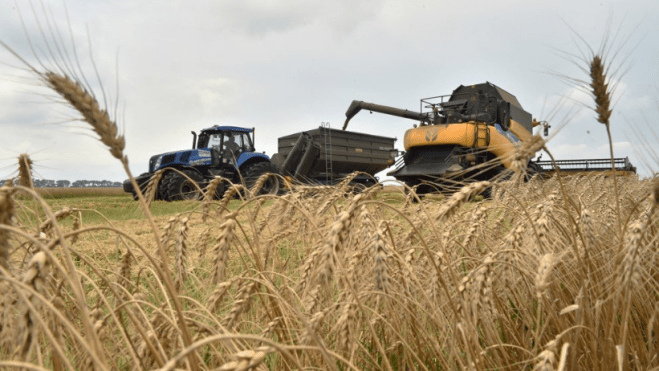 ارتفاع أسعار القمح في الأسواق العالمية