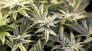 Royaume-Uni: 450 inculpés après une vaste opération contre les plantations de cannabis