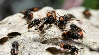 Un quinquagénaire meurt après une piqûre de frelon asiatique