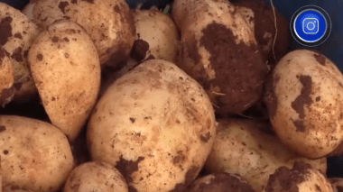 عين الدفلى: نجاح زراعة 10 أصناف جديدة من البطاطا المقاومة للتغيرات المناخية