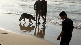 الكلاب.. خطر حقيقي على المصطافين في البحر والمنتزهات
