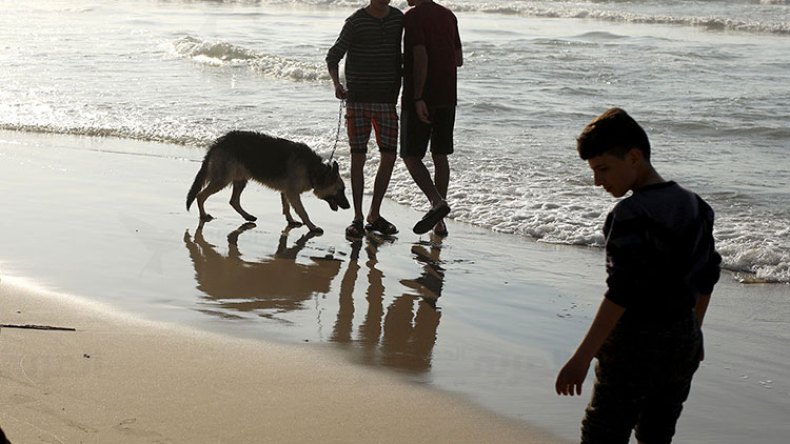 الكلاب.. خطر حقيقي على المصطافين في البحر والمنتزهات