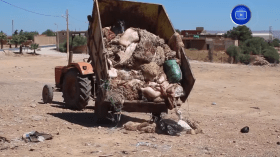 تراجع عدد جلود الأضاحي بسبب نقص عدد المضحين