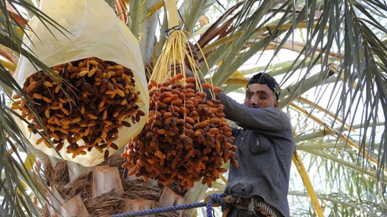 الجزائر تنتج 800 نوعية من التمور على رأسها “دقلة نور”