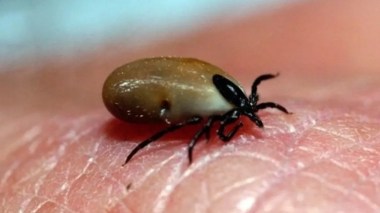 En France, cette maladie mortelle monte en flèche…