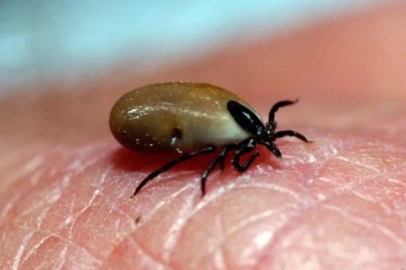 En France, cette maladie mortelle monte en flèche…