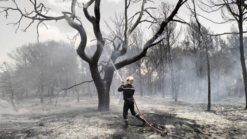 44 حريقًا بالغابات في 40 يومًا!