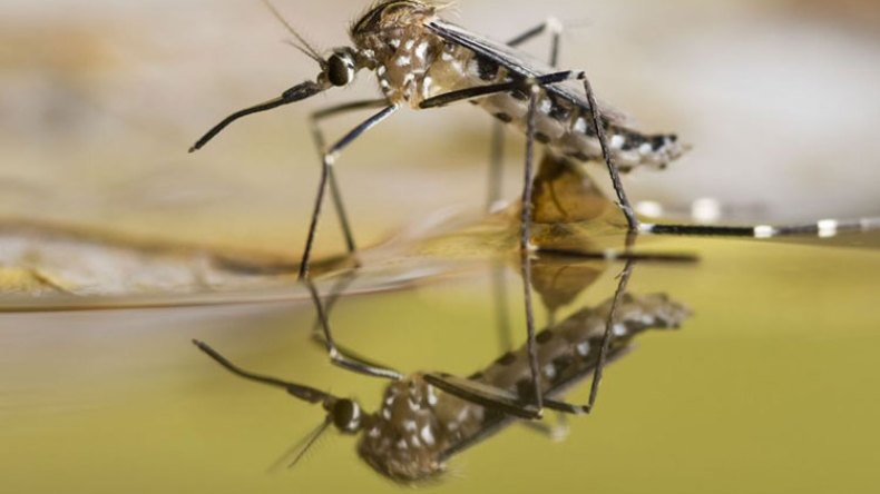 بعوض النمر “يغزو” الأحياء