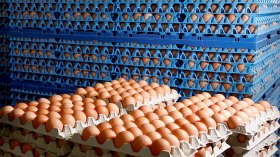 أسعار البيض تتراجع في الأسواق