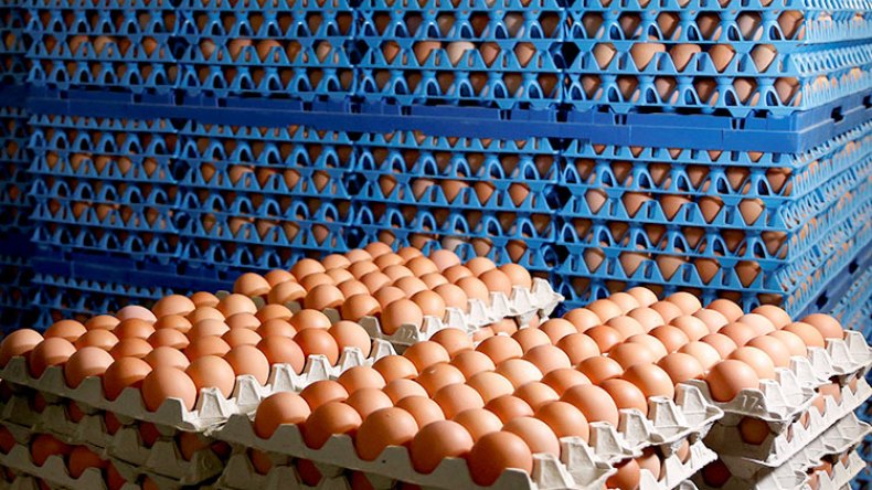 أسعار البيض تتراجع في الأسواق