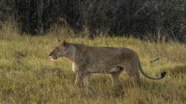 Alerte à la présence d’une possible lionne en fuite près de Berlin