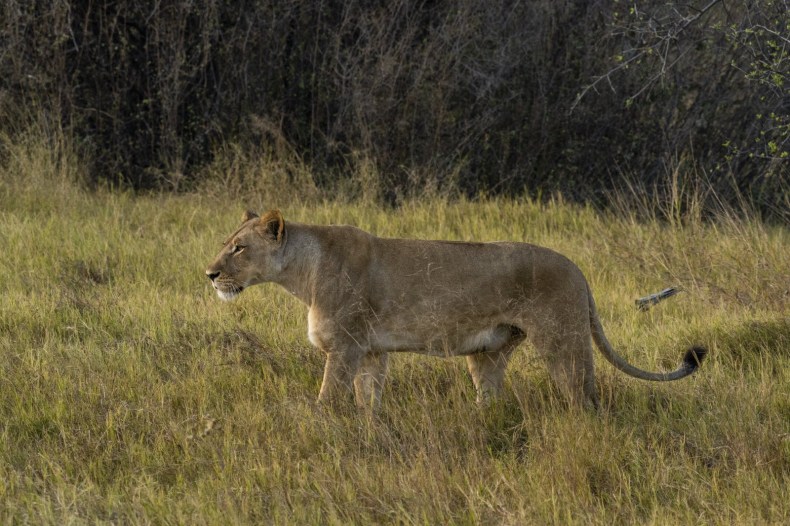 Alerte à la présence d’une possible lionne en fuite près de Berlin