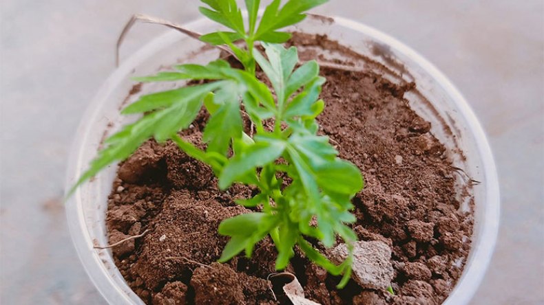 حلول استعجالية لعودة الحياة إلى الغابات المحروقة