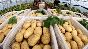 “الفلاحة التعاقدية” لحماية السوق من الندرة والغلاء