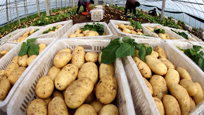 “الفلاحة التعاقدية” لحماية السوق من الندرة والغلاء