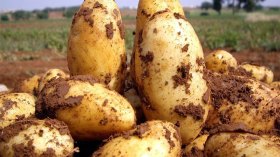 أسعار البطاطا “تتهاوى”