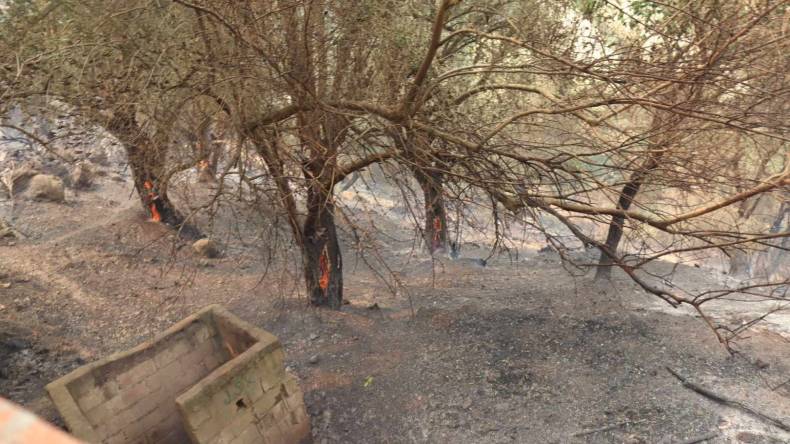 جيجل: تنصيب لجنة ولائية لإحصاء أضرار حرائق الغابات