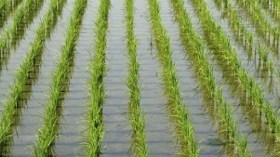 الهند تثير ذعرا في الأسواق الدولية بسبب هذا القرار