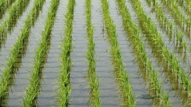 الهند تثير ذعرا في الأسواق الدولية بسبب هذا القرار